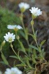 Meadow Chickweed