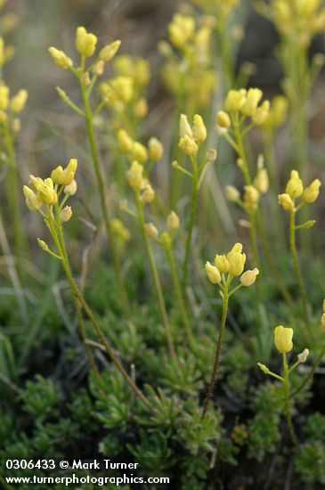 Draba crassifolia