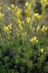 Thick-leaved Draba