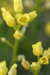 Thick-leaved Draba blossoms detail