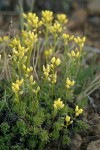 Thick-leaved Draba