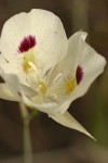 Big-pod Mariposa Lily blossom