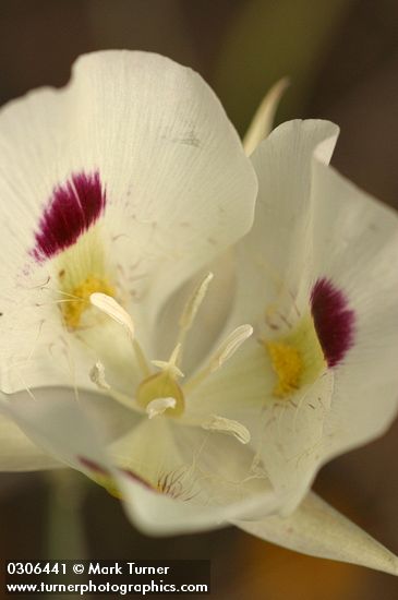 Calochortus eurycarpus