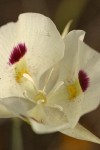 Big-pod Mariposa Lily blossom detail
