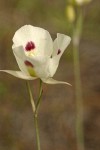 Big-pod Mariposa Lily