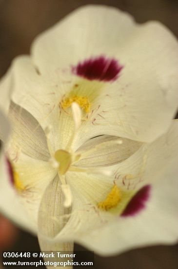 Calochortus eurycarpus