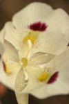 Big-pod Mariposa Lily blossom detail