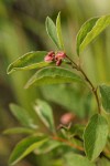 Western Snowberry blossoms & foliage