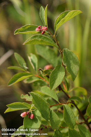 Symphoricarpos occidentalis