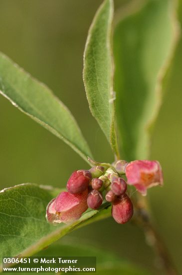 Symphoricarpos occidentalis