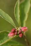Western Snowberry blossoms & foliage detail