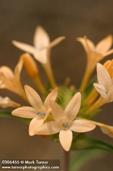 Collomia grandiflora