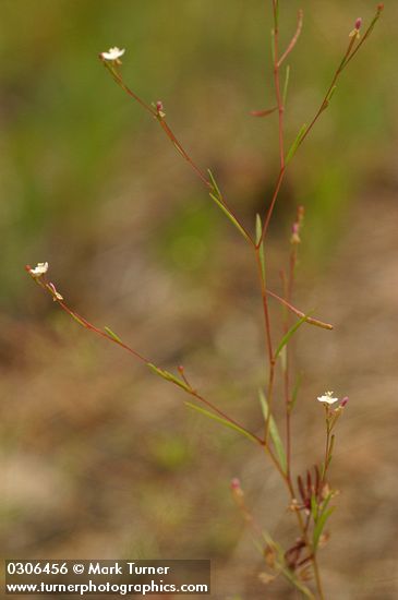 Gayophytum diffusum