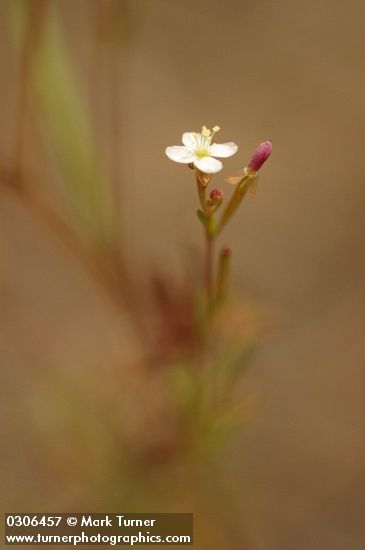 Gayophytum diffusum