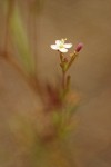 Spreading Groundsmoke blossom