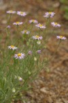 Shaggy Daisies