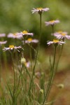 Shaggy Daisy blossoms