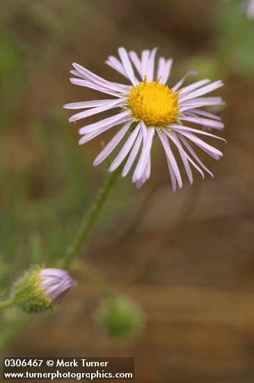 Erigeron pumilus