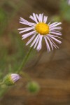 Shaggy Daisy blossom detail