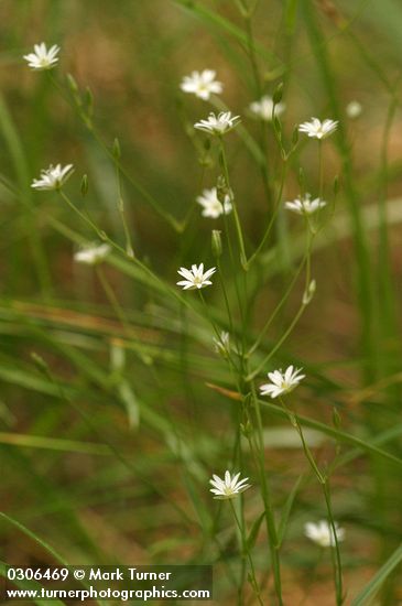 Stellaria longipes