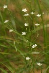 Long-stalked Starwort