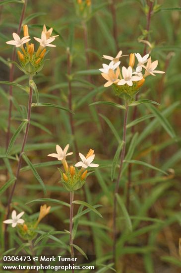 Collomia grandiflora