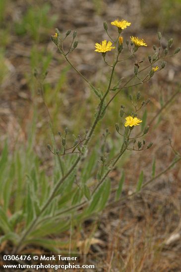 Hieracium cynoglossoides (H. albertinum)