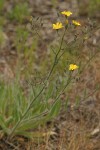 Western Hawkweed