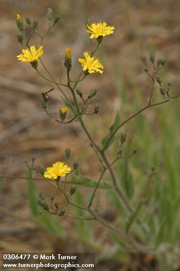 Hieracium cynoglossoides (H. albertinum)