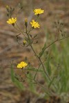 Western Hawkweed blossoms