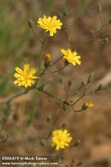 Hieracium cynoglossoides (H. albertinum)