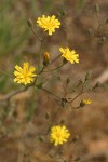 Western Hawkweed blossoms