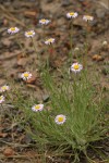 Shaggy Daisies