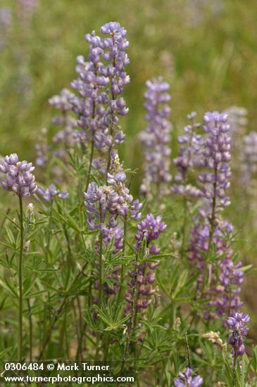 Lupinus caudatus