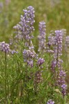 Tailcup Lupines