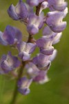 Tailcup Lupine blossoms extreme detail