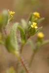 Small-headed Tarweed