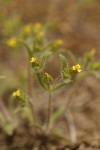 Small-headed Tarweed