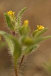 Small-headed Tarweed blossoms & foliage detail