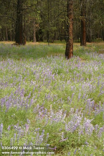 Lupinus caudatus; Pinus ponderosa