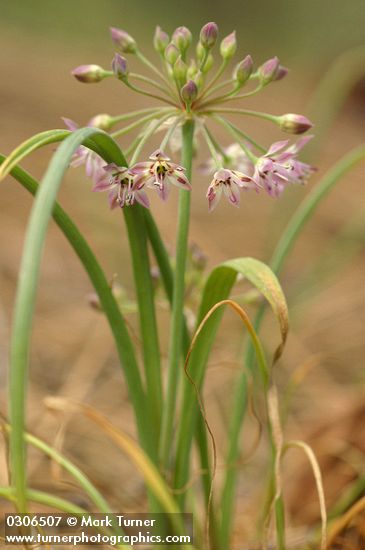 Allium campanulatum