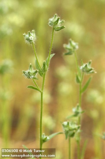 Cryptantha ambigua
