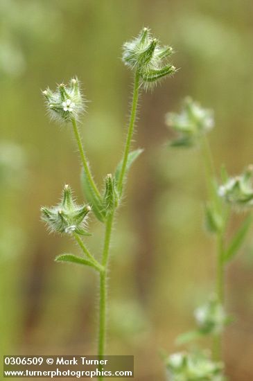 Cryptantha ambigua