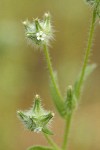 Obscure Cryptantha blossom detail