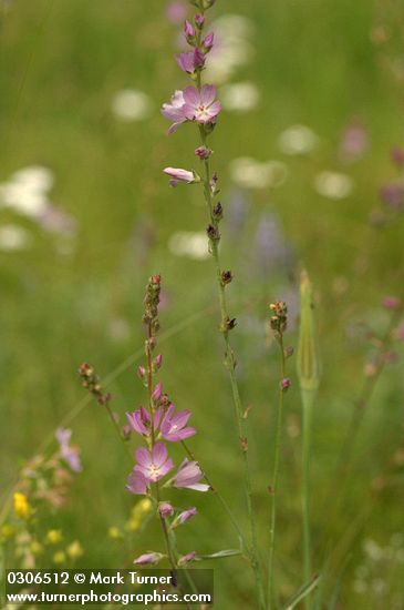 Sidalcea oregana