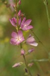 Oregon Checker Mallow blossoms detail