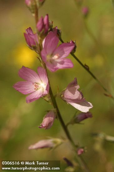 Sidalcea oregana