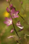 Oregon Checker Mallow blossoms detail