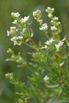 Northern Bedstraw