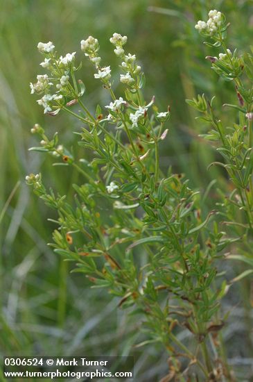 Galium boreale